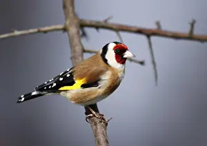 Goldfinch Carduelis carduelis sitting on a branch