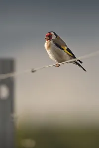 Goldfinch (Carduelis carduelis) sitting on wire in a vineyard