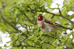 Goldfinch (Carduelis carduelis) in tree vegetation