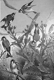 Goldfinch, goldfinch, Carduelis carduelis