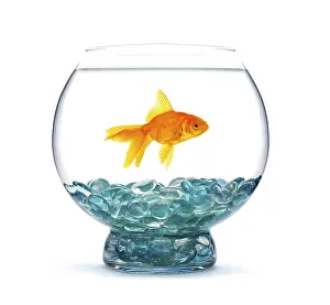 Goldfish in aquarium on a white background