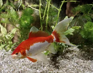 Goldfish (Carassius auratus)