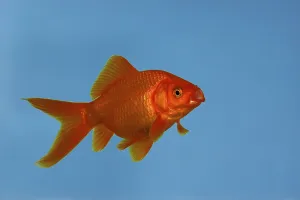 Goldfish (Carassius auratus)