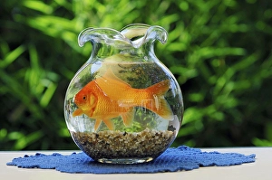Goldfish (Carassius auratus) in bowl