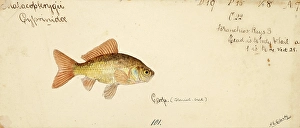 Goldfish, Carassius auratus, a freshwater fish of the carp family, fish, reproduction of an original, by Frank Edward Clarke (b. 1849, d. 1899), ichthyologist and scientific draughtsman