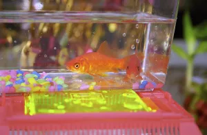 Goldfish in Chinatown, San Francisco