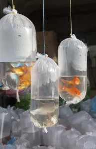 Goldfish on sale in plastic bags
