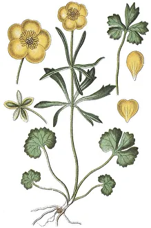 Goldilocks buttercups (Ranunculus auricomus agg)