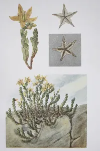 Goldmoss stonecrop (Sedum acre) (sedum)