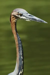 Goliath Heron (Ardea goliath)