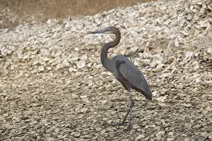 Goliath Heron (Ardea goliath), Gambia, Africa