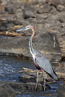 Goliath Heron (Ardea goliath), Kruger National Park