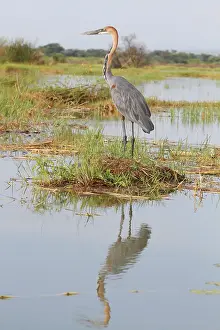 Goliath Heron (Ardea goliath), Lake Naivasha