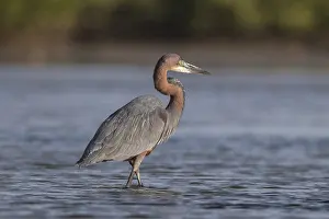 Goliath Heron (Ardea goliath), Senegal, Africa