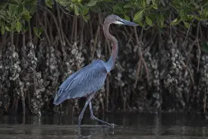 Goliath Heron (Ardea goliath), Senegal, Africa