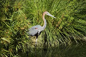 Goliath Heron (Ardea goliath), standing in the water