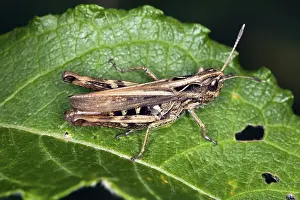 Gomphocerus rufus, Rufous grasshopper