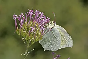 Gonepteryx cleopatra, Cleopatra butterfly