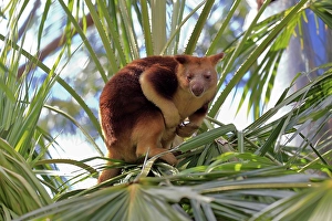 Goodfellow tree kangaroo (Dendrolagus goodfellowi buergersi)