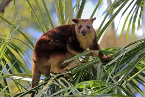 Goodfellow tree kangaroo (Dendrolagus goodfellowi buergersi)