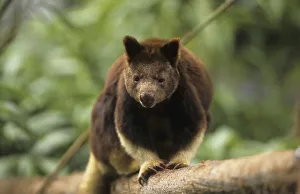 Goodfellow's Tree Kangaroo (Dendrolagus goodfellowi buergersi)