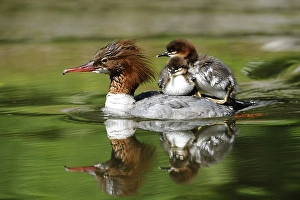 Goosander family with chicks on their backs swimming on reflecting water