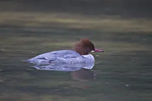 Goosander, female, Mergus merganser