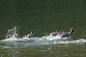 Goosander five fledglings running in water with water splash seen on the right