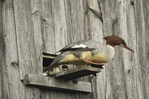 Goosander (Mergus merganser) female at the breeding den in a field barn