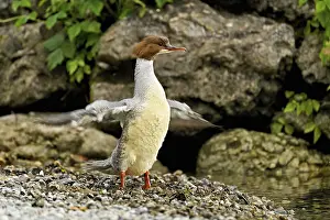 Goosander (Mergus merganser), female shaking her wings