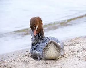 Goosander (Mergus merganser merganser)