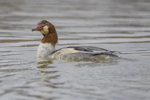 Goosander (Mergus merganser) wbl Germany