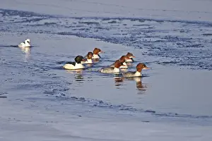 Goosander, swimming association (Mergus merganser)