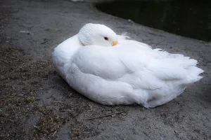 A goose (Anserini) hides its beak and looks into the camera