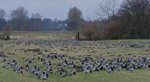 Goose goose