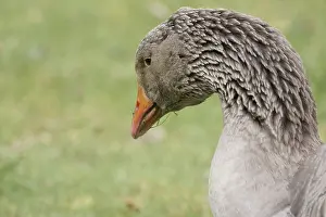 Goose, Oie de Toulouse, Boissy sous Saint Yon