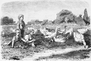 Goose pasture, Mecklenburg-Western Pomerania