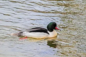 Goose sager Mergus merganser