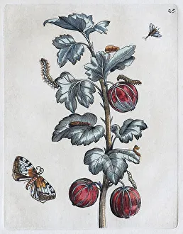 Gooseberries, caterpillars, butterfly