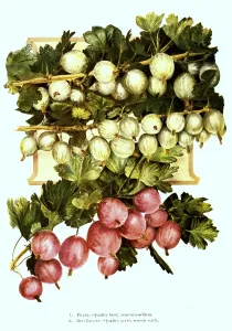 Gooseberries of the variety: 1
