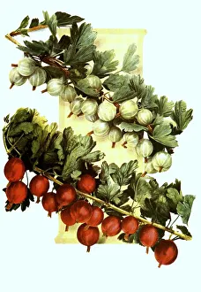 Gooseberries of the variety: 1