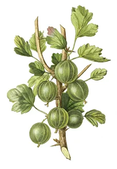 Gooseberry, gooseberry early green hairy