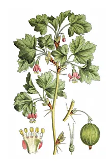 Gooseberry (Ribes grossularia uvacrispa)