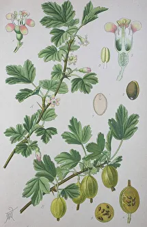 Gooseberry (Ribes uva-crispa), historical illustration from 1885
