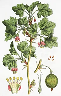 Gooseberry (Ribes uva-crispa syn)