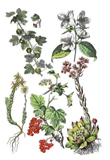 Gooseberry (Ribes uva-crispa) (top left)