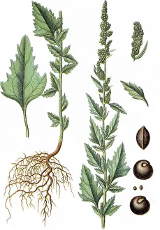 Goosefoot (Chenopodium agreste)