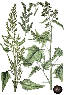 Goosefoot (Chenopodium stramonifolium)