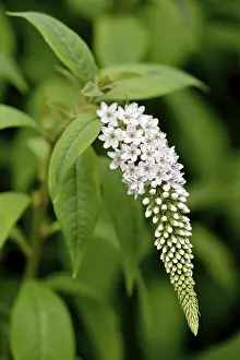 Gooseneck loosestrife (Lysimachia clethroides)