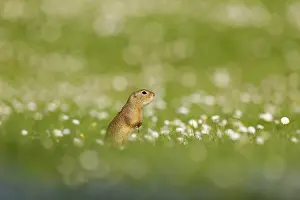 Gopher (Spermophilus citellus) in a flower meadow
